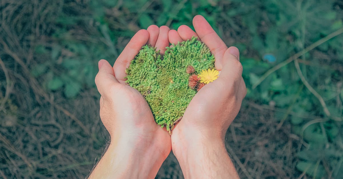 Explorez les Dernières Tendances Écologiques sur Dimensione Natura