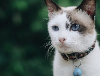Comment choisir le collier idéal pour votre chat : Guide complet