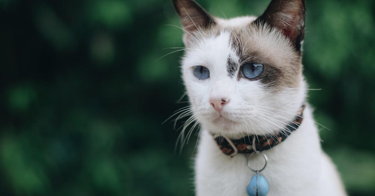 Comment choisir le collier idéal pour votre chat : Guide complet