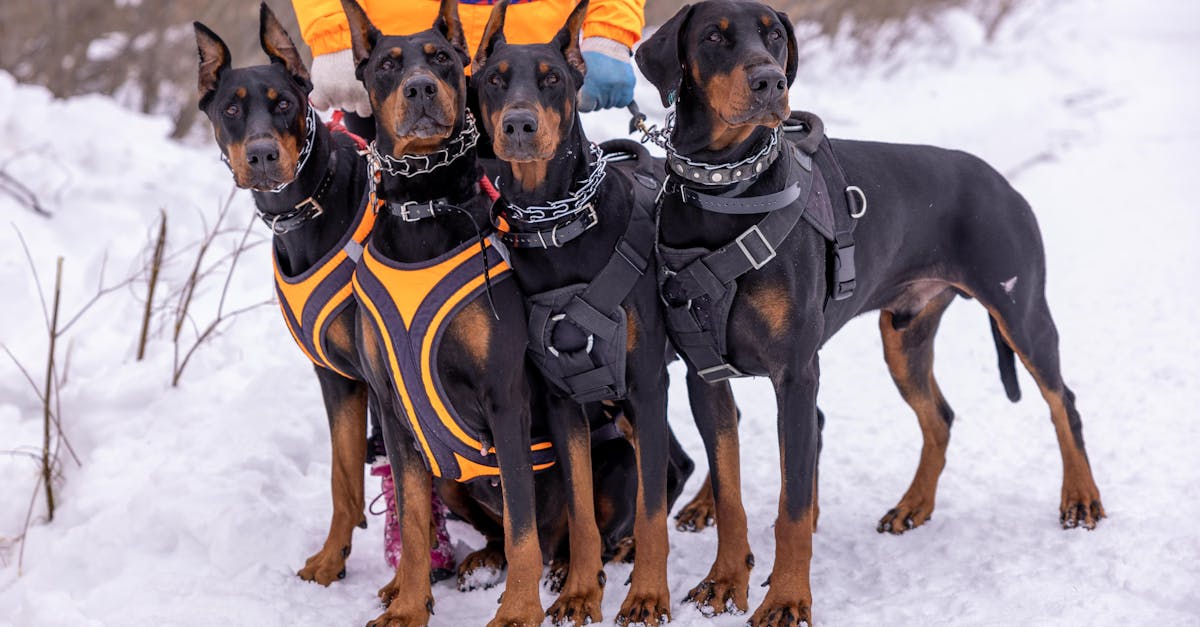 découvrez notre vaste sélection de colliers pour chiens, alliant style, confort et sécurité. parfaits pour tous les types de chiens, nos colliers sont conçus pour s'adapter à chaque personnalité et activité. trouvez le collier idéal pour votre compagnon à quatre pattes dès aujourd'hui !