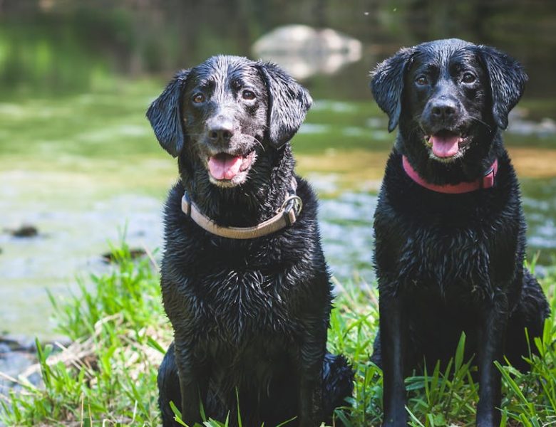 Top 10 des colliers pour chiens : guide d’achat et conseils