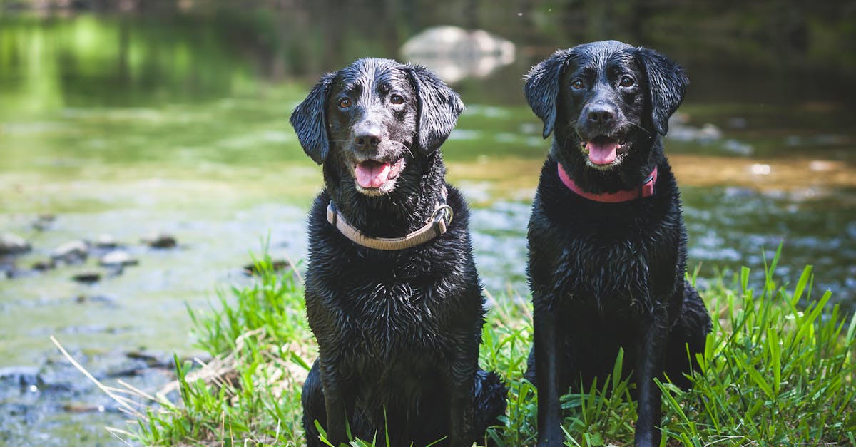 Top 10 des colliers pour chiens : guide d’achat et conseils