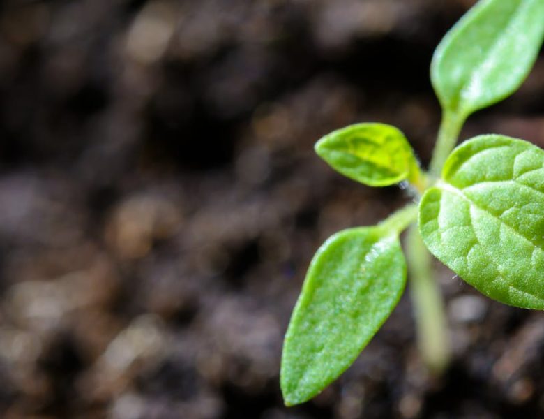 Découvrez les dernières actualités sur l’écologie et le développement durable avec Energexia
